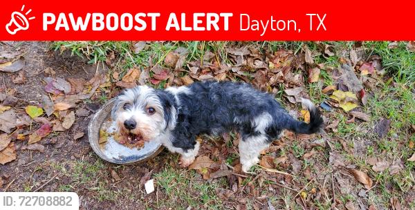 Lost Male Dog last seen First Assembly of God @ FM1960, Dayton, TX 77535