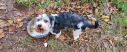 Lost Male Dog last seen First Assembly of God @ FM1960, Dayton, TX 77535