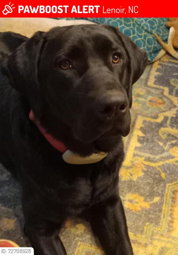 Lost Male Dog last seen Old North Rd, Lenoir, NC 28645
