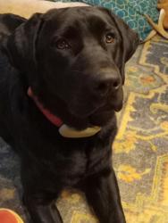 Lost Male Dog last seen Old North Rd, Lenoir, NC 28645