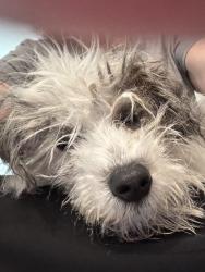Found/Stray Female Dog last seen Katelin Circle and Lake Avenue, Leesburg, FL 34748