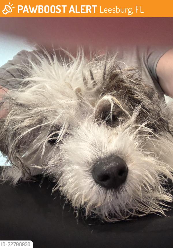 Found/Stray Female Dog last seen Katelin Circle and Lake Avenue, Leesburg, FL 34748