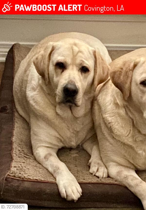 Lost Female Dog last seen HWY 1084 & Military Road, Covington, LA 70435, Covington, LA 70435