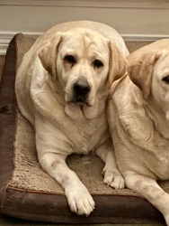 Lost Female Dog last seen HWY 1084 & Military Road, Covington, LA 70435, Covington, LA 70435