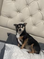 Lost Female Dog last seen Bessie E. Owens Elementary & Dr. Marin Luther Kinf Jr. Park, Bakersfield, CA 93307