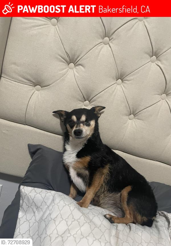 Lost Female Dog last seen Bessie E. Owens Elementary & Dr. Marin Luther Kinf Jr. Park, Bakersfield, CA 93307