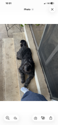 Lost Female Dog last seen Nw expressway, Oklahoma City, OK 73112