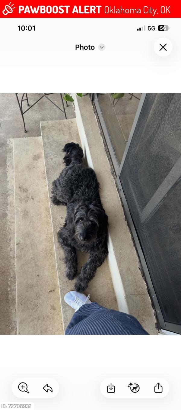 Lost Female Dog last seen Nw expressway, Oklahoma City, OK 73112
