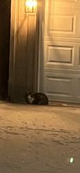 Found/Stray Unknown Cat last seen Spencer Road, Lyndhurst, OH 44124
