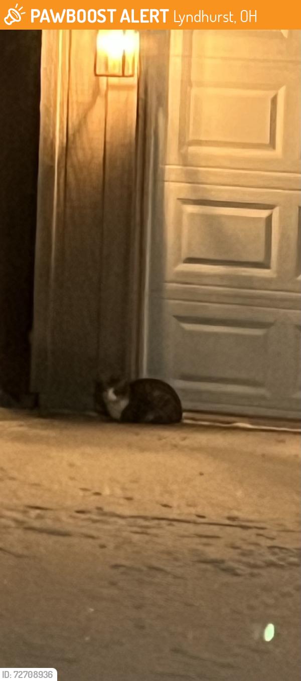 Found/Stray Unknown Cat last seen Spencer Road, Lyndhurst, OH 44124