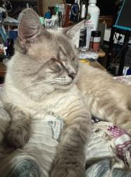 Lost Male Cat last seen Victory Blvd and Hollywood Wat, Burbank, CA 91505