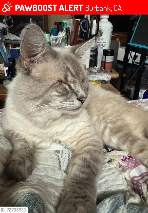 Lost Male Cat last seen Victory Blvd and Hollywood Wat, Burbank, CA 91505