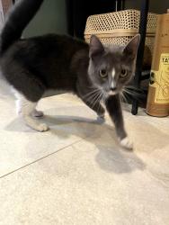 Found/Stray Unknown Cat last seen 30th and Cambridge St, Philadelphia, PA 19130, Philadelphia, PA 19130