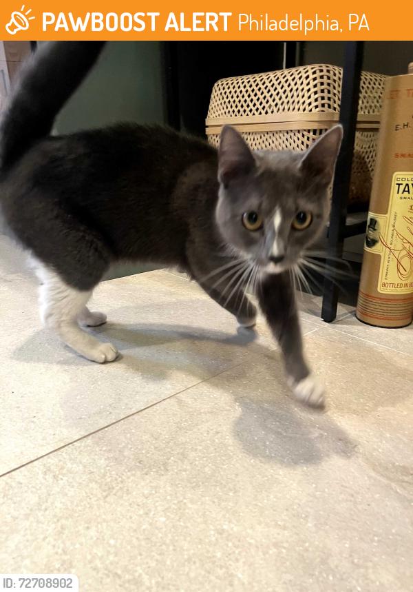 Found/Stray Unknown Cat last seen 30th and Cambridge St, Philadelphia, PA 19130, Philadelphia, PA 19130
