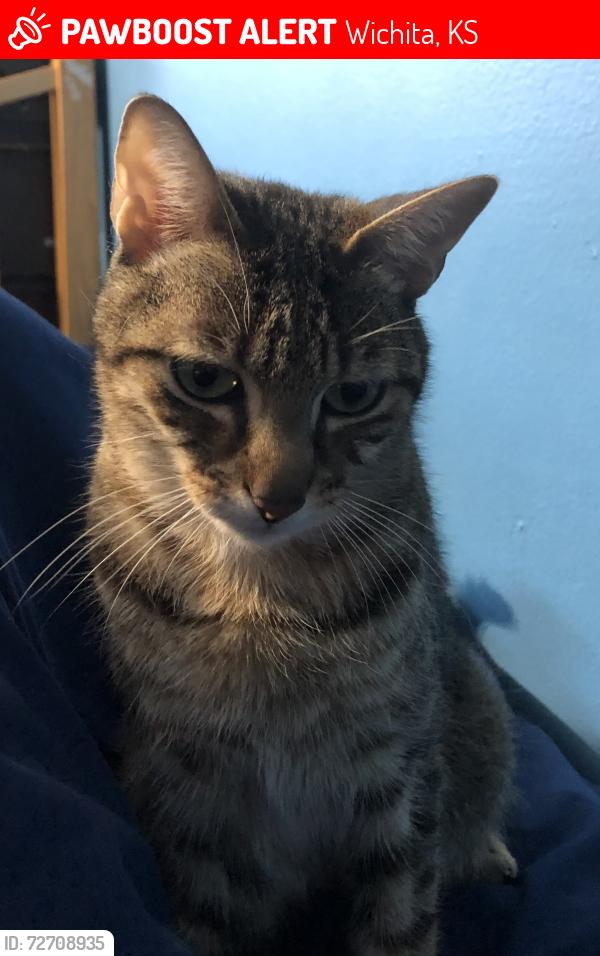 Lost Male Cat last seen N Charlotte st & E 11th st, Wichita, KS 67208