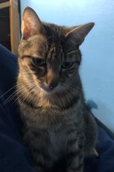 Lost Male Cat last seen N Charlotte st & E 11th st, Wichita, KS 67208