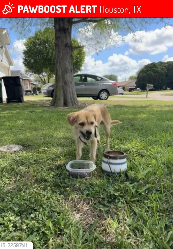 Lost Male Dog last seen Monroe/Pearland Parkway and Beltway 8, Houston, TX 77075