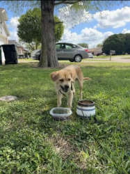 Lost Male Dog last seen Monroe/Pearland Parkway and Beltway 8, Houston, TX 77075