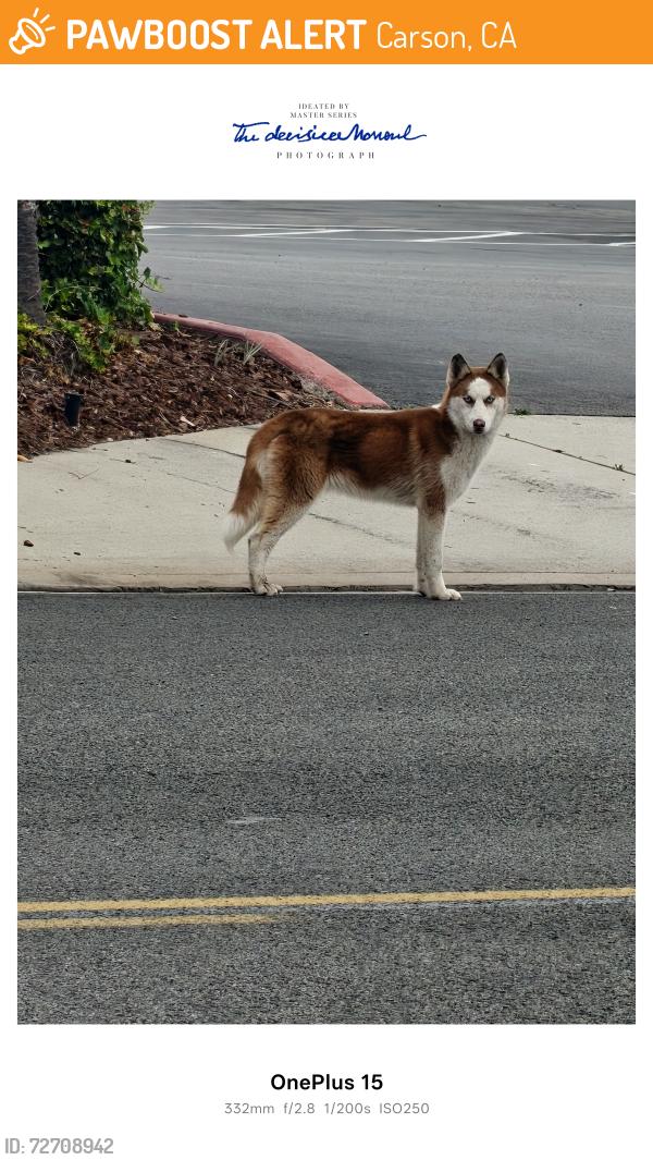 Found/Stray Unknown Dog last seen Dominguez st  entre alameda and santa fe, Carson, CA 90895