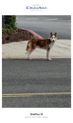 Found/Stray Unknown Dog last seen Dominguez st  entre alameda and santa fe, Carson, CA 90895