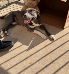 Found/Stray Male Dog last seen Jake Ct and Alsubury, Burleson, TX 76028