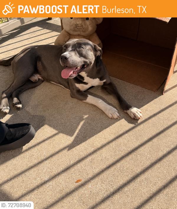 Found/Stray Male Dog last seen Jake Ct and Alsubury, Burleson, TX 76028