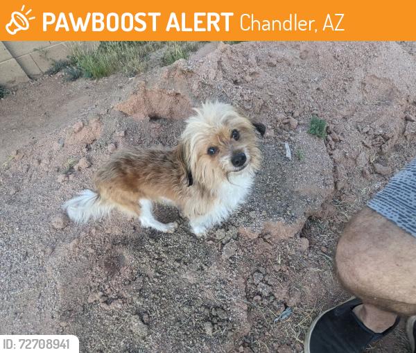 Found/Stray Male Dog last seen Arizona Elliot, Chandler, AZ 85225