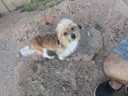 Found/Stray Male Dog last seen Arizona Elliot, Chandler, AZ 85225