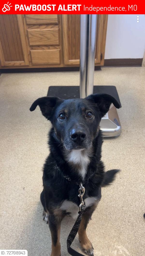 Lost Male Dog last seen Independence Square, Independence, MO 64050