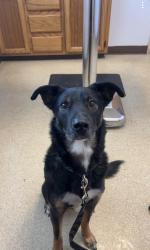 Lost Male Dog last seen Independence Square, Independence, MO 64050