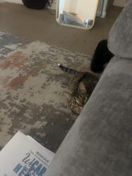 Lost Female Cat last seen Mt Oliver, Pittsburgh, PA 15210