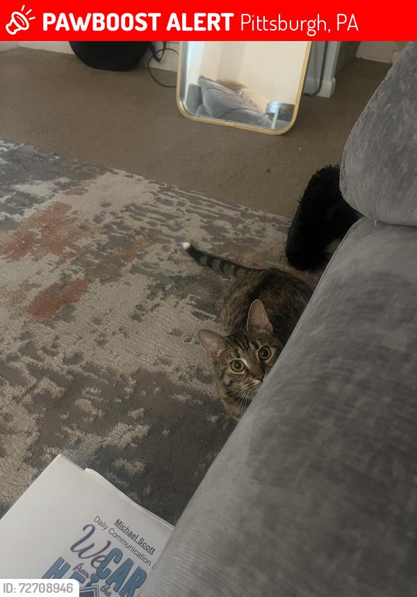 Lost Female Cat last seen Mt Oliver, Pittsburgh, PA 15210
