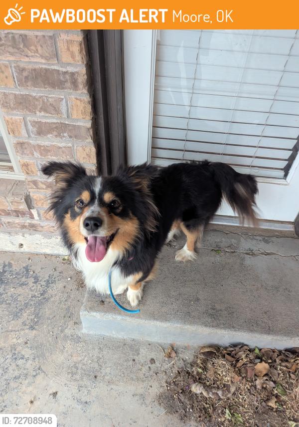 Found/Stray Male Dog last seen SW 19th St and S Santa Fe , Moore, OK 73170