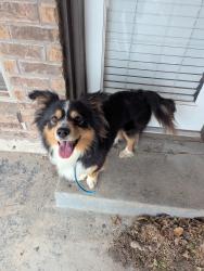 Found/Stray Male Dog last seen SW 19th St and S Santa Fe , Moore, OK 73170