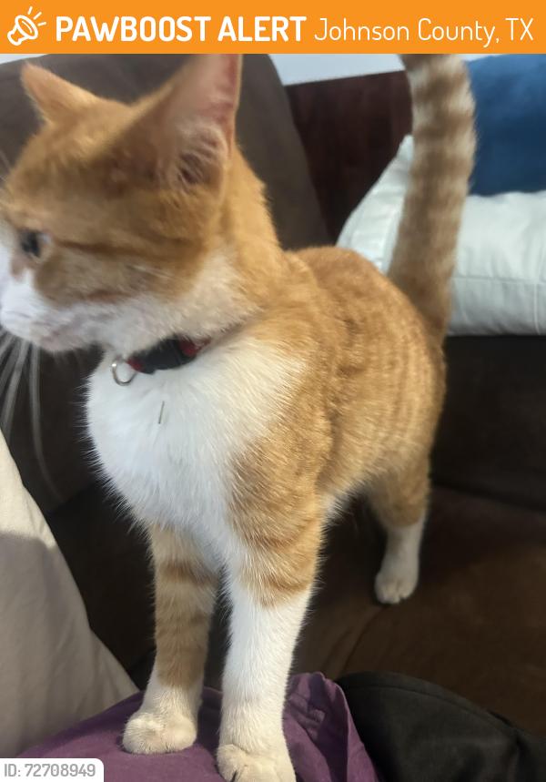 Found/Stray Unknown Cat last seen Near Tioga Park, Johnson County, TX 76058