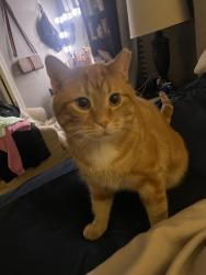 Lost Male Cat last seen back neighbor hood area, Massillon, OH 44646