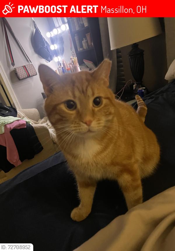 Lost Male Cat last seen back neighbor hood area, Massillon, OH 44646