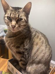 Lost Female Cat last seen Old Greenwood Road, Fort Smith, AR 72901