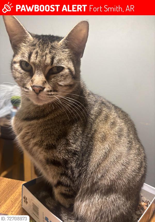 Lost Female Cat last seen Old Greenwood Road, Fort Smith, AR 72901