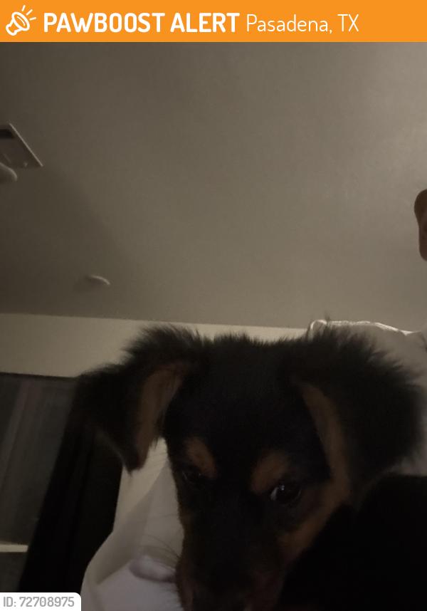 Found/Stray Female Dog last seen Broadway Ave , Pasadena, TX 77506