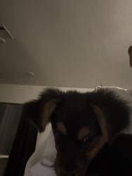 Found/Stray Female Dog last seen Broadway Ave , Pasadena, TX 77506