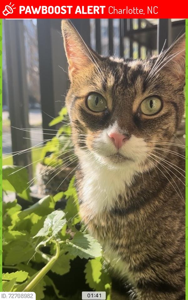 Lost Female Cat last seen Irwin Avenue, Charlotte, NC 28202