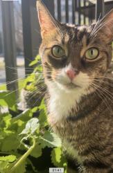 Lost Female Cat last seen Irwin Avenue, Charlotte, NC 28202