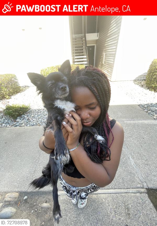 Lost Female Dog last seen Near Shandwick Dr Antelope CA 85843, Antelope, CA 95843