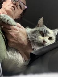 Found/Stray Female Cat last seen 67th Ave / greenway, Phoenix, AZ 85033