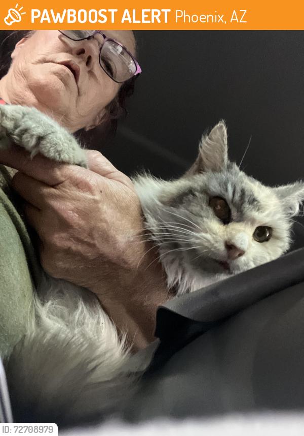 Found/Stray Female Cat last seen 67th Ave / greenway, Phoenix, AZ 85033