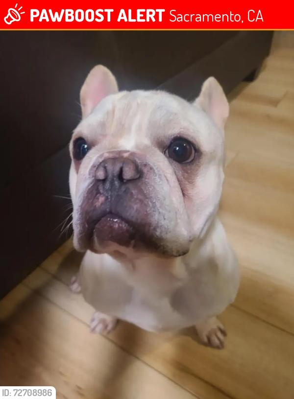 Lost Male Dog last seen Thorpe way, Sacramento, CA 95822