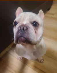 Lost Male Dog last seen Thorpe way, Sacramento, CA 95822