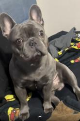 Lost Male Dog last seen Anderson Ln, 290 frontage rd, Walnut Creek Pioneer Hill, Austin, TX 78754