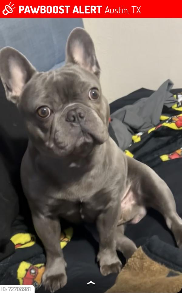 Lost Male Dog last seen Anderson Ln, 290 frontage rd, Walnut Creek Pioneer Hill, Austin, TX 78754